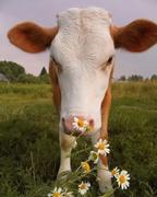 美少女壮士2599的个人资料头像