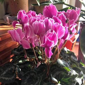 清爽原野P头像