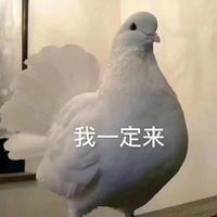 啊五瑞头像