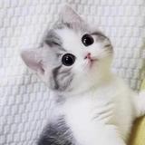 小虎子是我家的猫头像