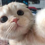 小智568的个人资料头像