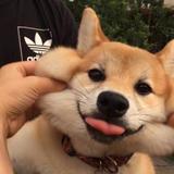 小小自由lya头像