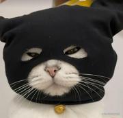 满山猴子我腚最红的个人资料头像