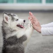 雾锁峰的个人资料头像