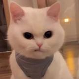 跌碎的心头像