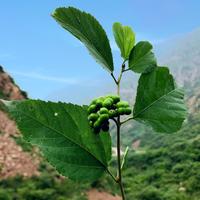 我行我素之简单头像