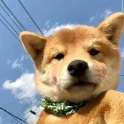 不想做废物了的个人资料头像