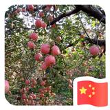 宁静致远头像