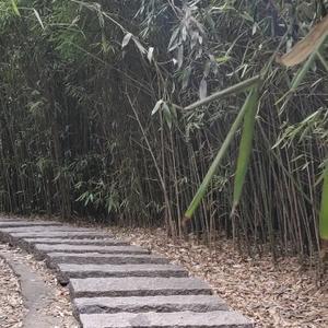 随心而行旅行头像