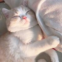 sleep28800头像