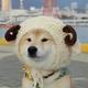 矿主家矿小矿头像