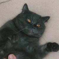 迷糊过日吧头像