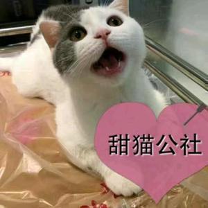 甜猫公社头像