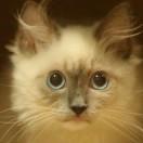 神仙奶奶的个人资料头像