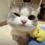 万事胜意TUT的个人资料头像