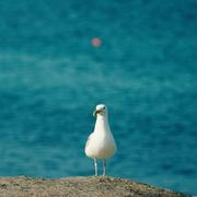 阿庆_AI研发工程师的个人资料头像