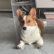 冯蜜柚子茶597的个人资料头像