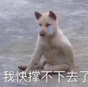 想学功夫的个人资料头像