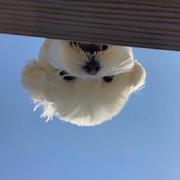 明日朝夕的个人资料头像