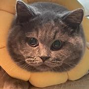 咸鱼仙不喝露水的个人资料头像