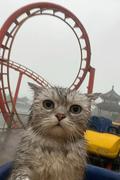 小小浪浪子的个人资料头像