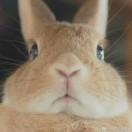 大橙子的个人资料头像