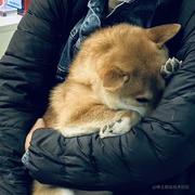 平平无奇de小码农的个人资料头像