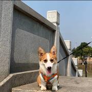 小智930的个人资料头像