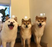 小小小Rookie的个人资料头像