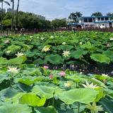 顽强云朵ufF头像