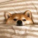 刘程鸣的个人资料头像