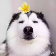 种子长眠于尘埃的个人资料头像