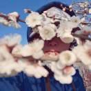 七里茶坊的个人资料头像