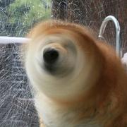 炸鸡翅的个人资料头像