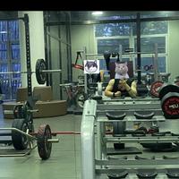 喜庆的奶酪AO2头像