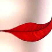 虞美人109的个人资料头像