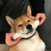 jinshao的个人资料头像