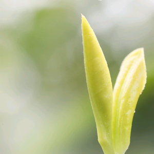 轩黄贡茶头像