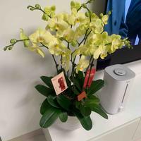 飞行中队1988头像