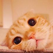 Zhl的个人资料头像