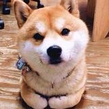 哦瞌睡头像