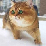 芒果v菠萝头像