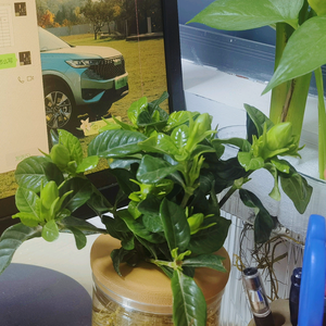 1飞越千年头像