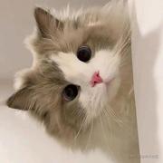 zwhyhub的个人资料头像