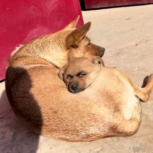 滑头·Li·小猫头像