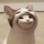 beetlev的个人资料头像