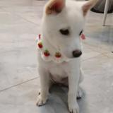 芽芽头像