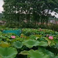 自由的柳叶rp头像