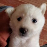 小白的很快乐大熊头像