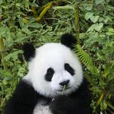 沙漠绿洲头像